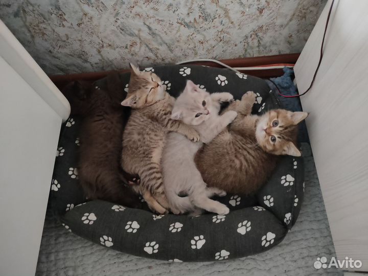 Британские котята
