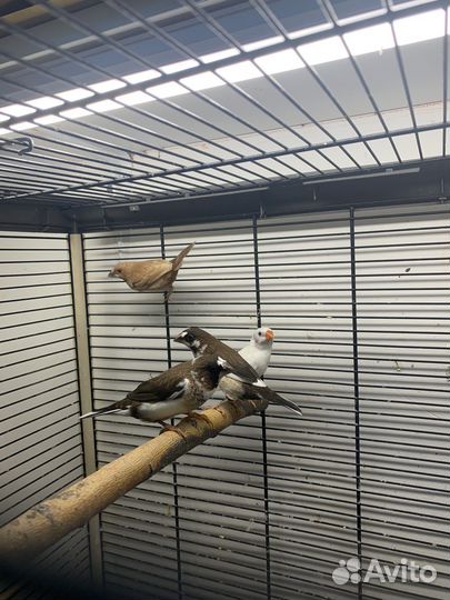 Японская амадина