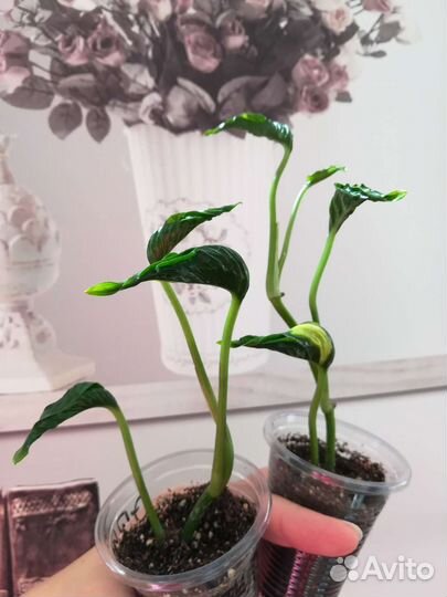 Цветы комнатные