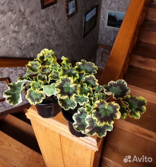 Пеларгония пестролистная