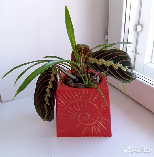 Маранта + хлорофитум. Оригинальная композиция