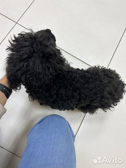 Найдена собака