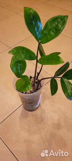 Замиокулькас