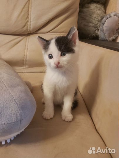 Котята в добрые руки даром бесплатно
