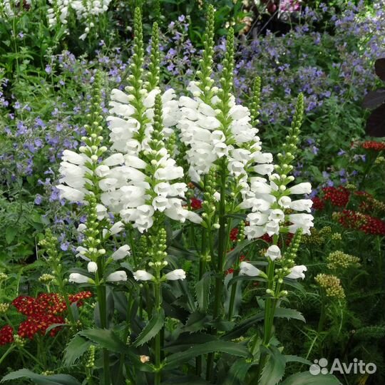 Многолетние цветы