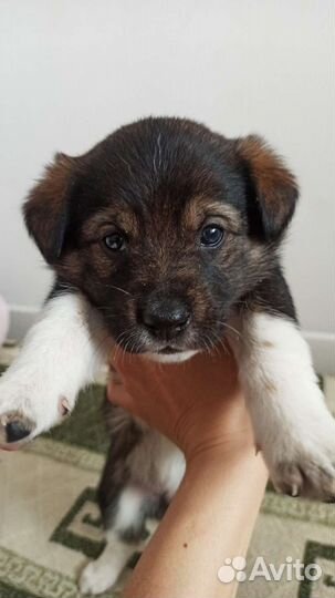 Щенята в добрые руки