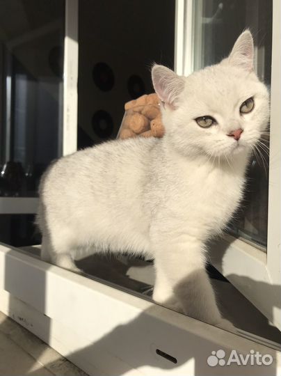 Британские котята