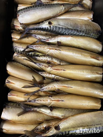 Холодного копчения горбуша, скумбрия, тунец, масл