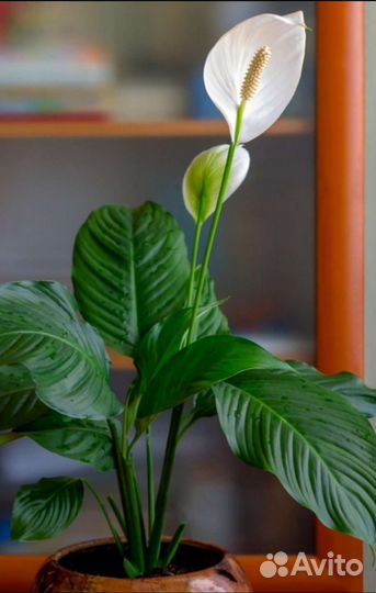 Спатифиллум