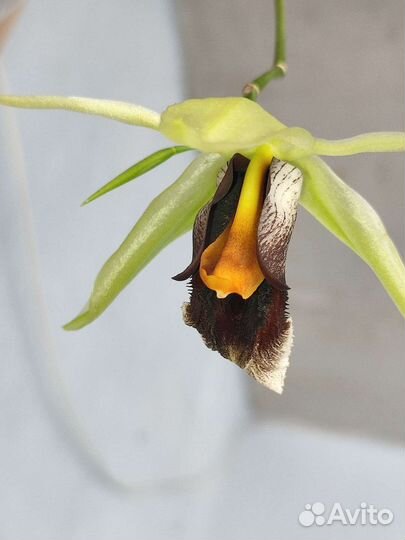 Coelogyne Lyme Bay (speciosa x usitana)