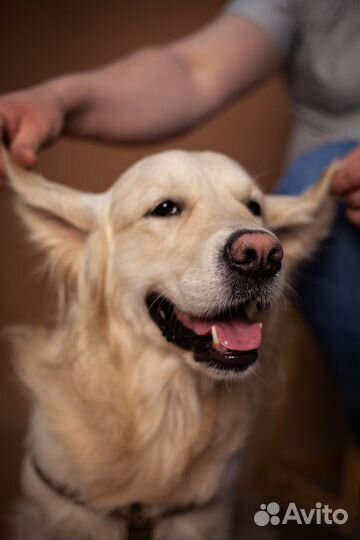 Золотистый ретривер вязка