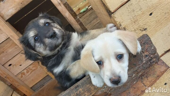Щенки бесплатно