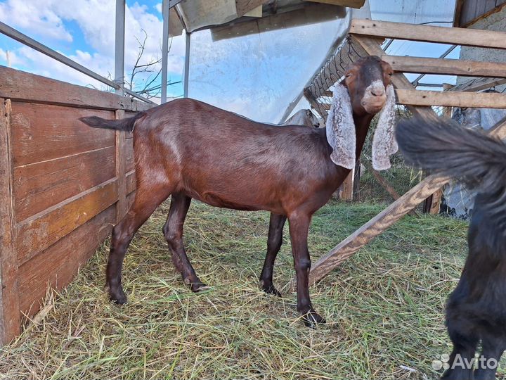 Козы камри/Нубийские