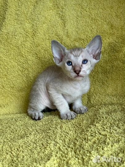 Котята петерболд