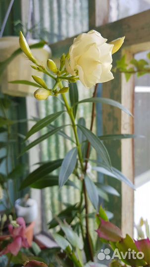 Олеандр, белого цвета. Вариегатный папоротник