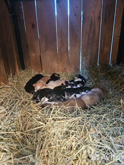 Щенки русского охотничего спаниеля