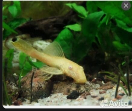 Сомики анциструсы