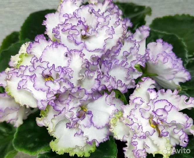 Детки сортовых фиалок