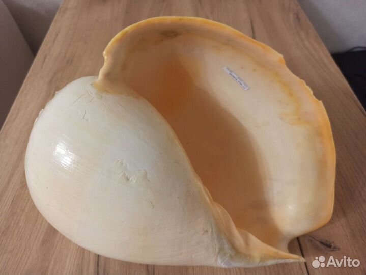 Морская раковина