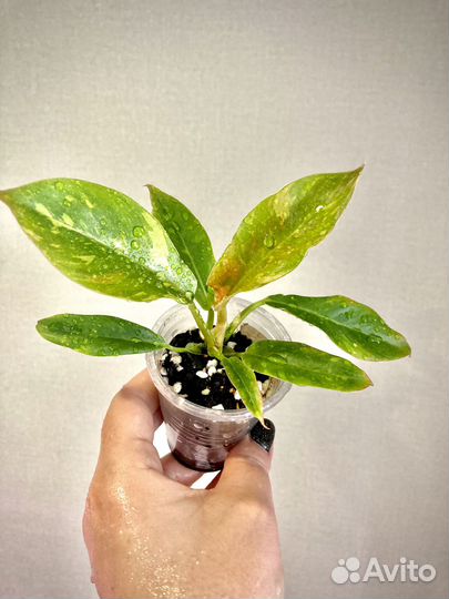 Филодендрон ринг оф файер