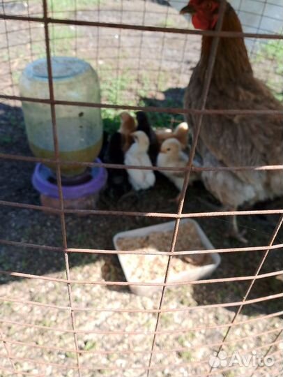 Цыплята несушки