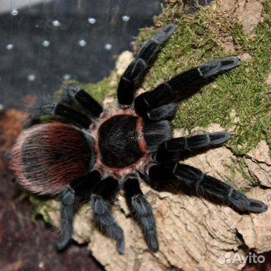 Пауки птицееды
