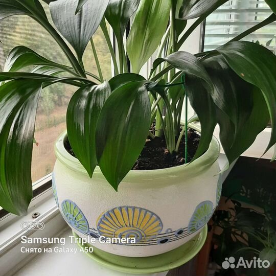 Эухарис амазонская лилия