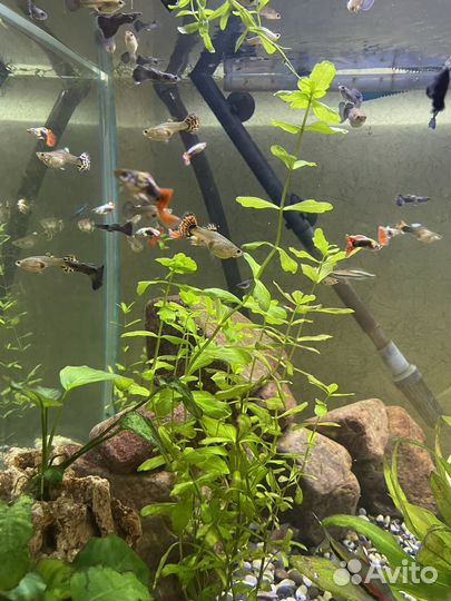 Аквариумные рыбки Гуппи