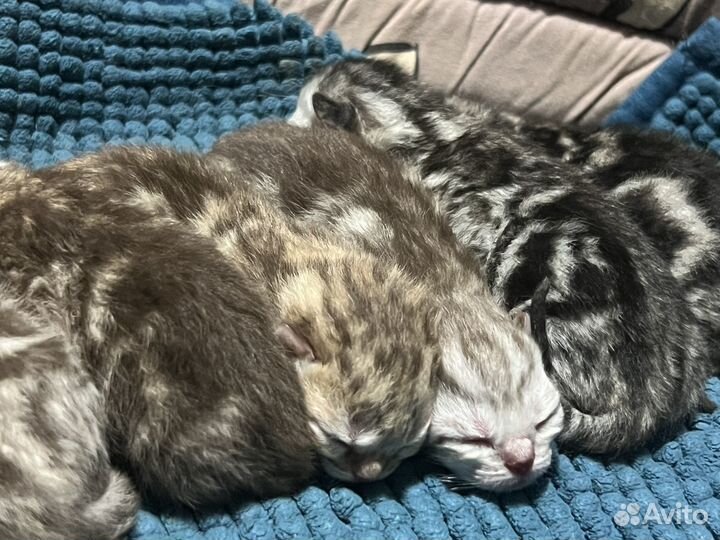 Британские котята