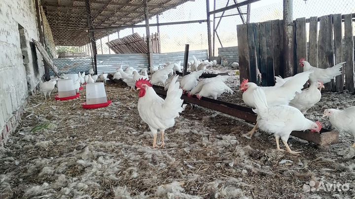 Молодые петухи