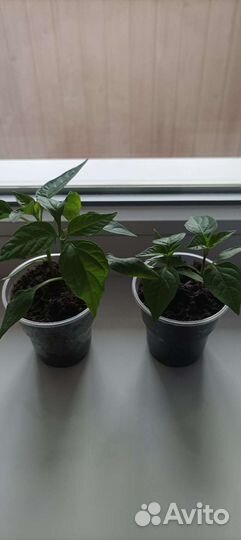 Семена и рассада супер острого кустарник. перца