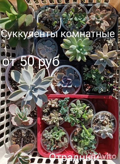 Суккуленты