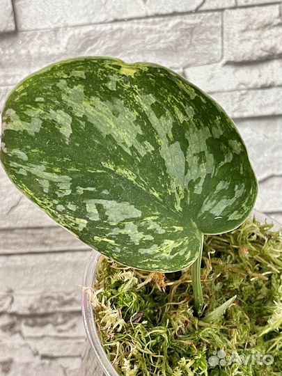 Сциндапсус вариегатный