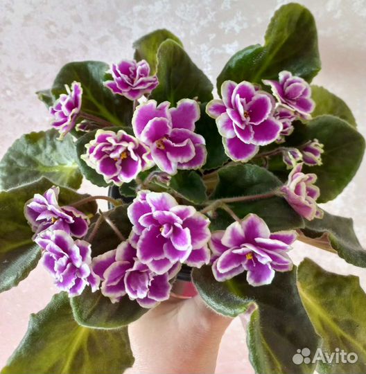 Сортовые фиалки