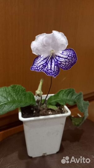 Стрептокарпусы