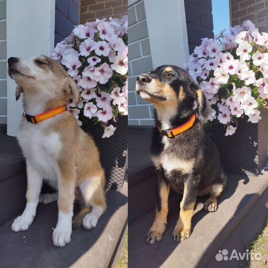 Отдаю в добрые руки