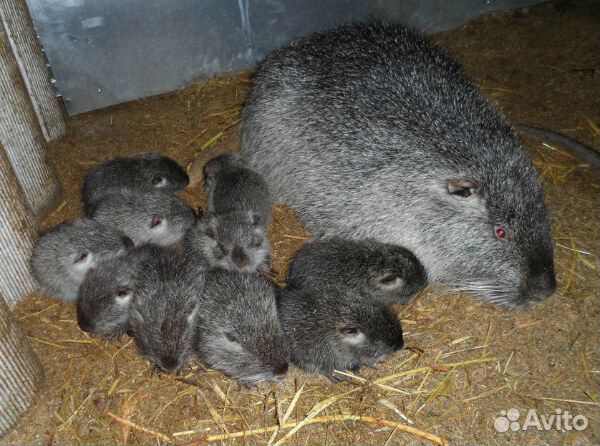 Малыши нутрии