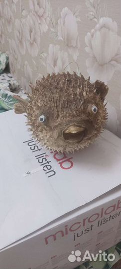 Рыба ЁЖ Фуга