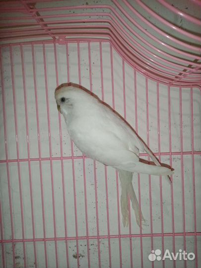 Попугайчики и птенцы своего разведения