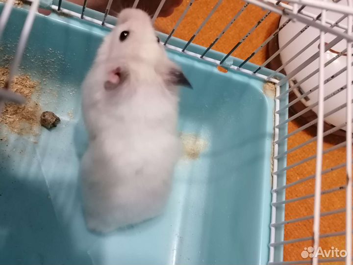 Сирийский хомяк