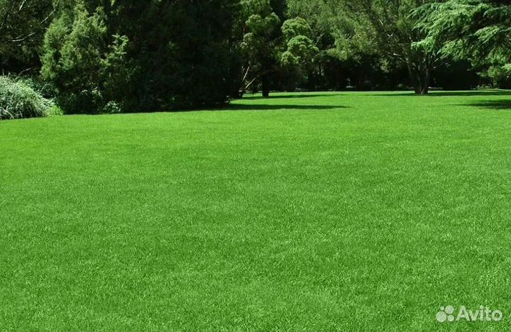 Газонная трава семена 