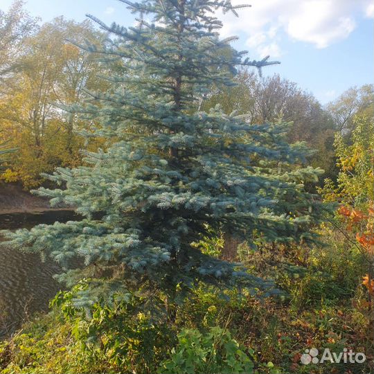 Ель голубая