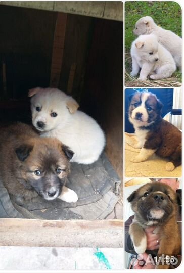 Щенок в ответственные руки бесплатно