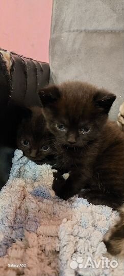 Британчики