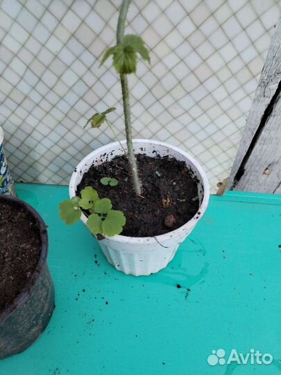 Малина, саженцы. 