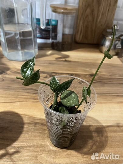 Хойя lacunosa eskimo silver