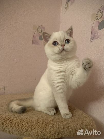 Британская