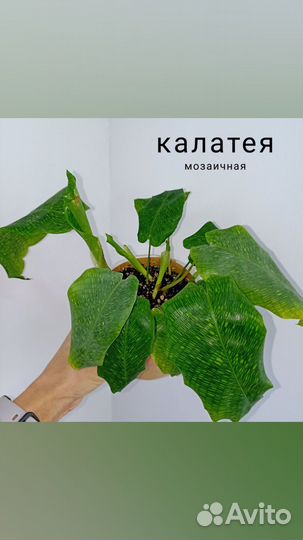 Сансевиерии, калатеи, клеродендрум уоллича и др