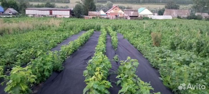 Саженцы черной Смородины