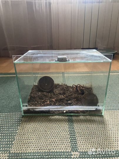 Террариум для паука
